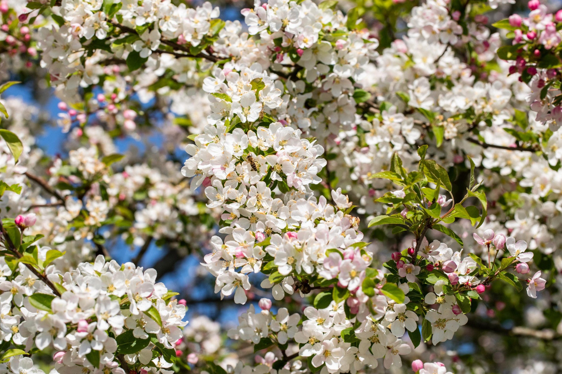 Malus 'Red Sentinel' (Zierapfel 'Red Sentinel')