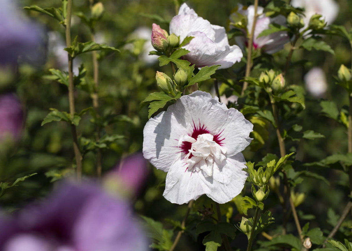 Hibiscus syriacus 'China Chiffon' mit Blüte, erhältlich von 40-60 bis 200-250 cm ;;ab 24,60 Euro