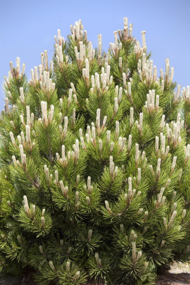 Pinus mugo (Berg-Kiefer, Latschenkiefer)