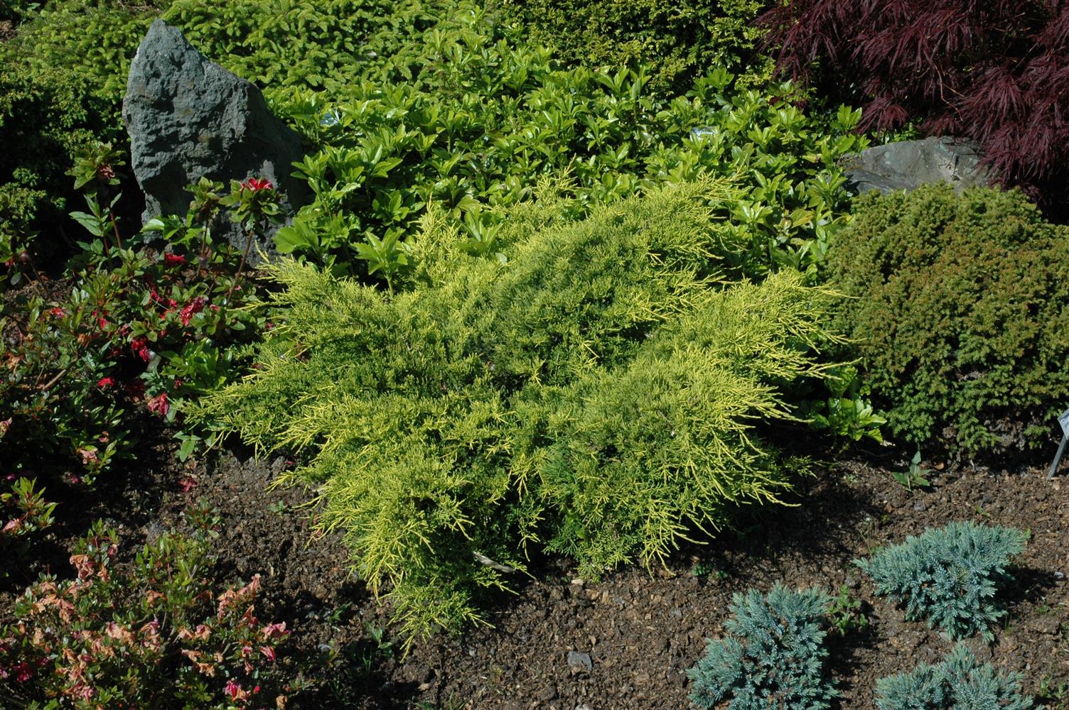 Juniperus media 'Gold Coast' (Gelber Strauchwacholder)