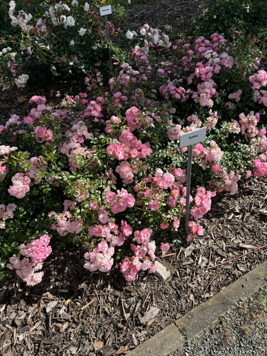 Rosa 'Satina' BDR (Bodend. Rose 'Satina' -R- ADR-Rose)