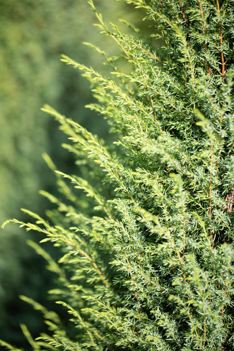 Juniperus com. 'Hibernica' , erhältlich von 30-40 bis 200-225 cm ;;ab 19,40 Euro