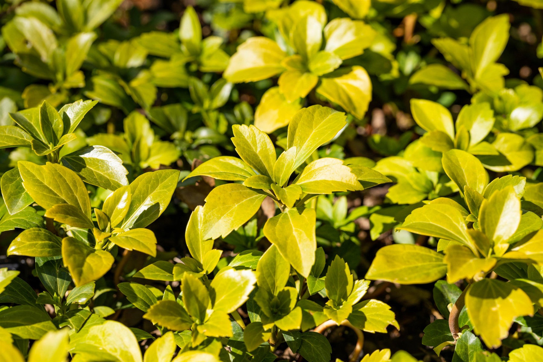 Pachysandra terminalis 'Green Carpet' (Schattengrün 'Green Carpet' -R-)