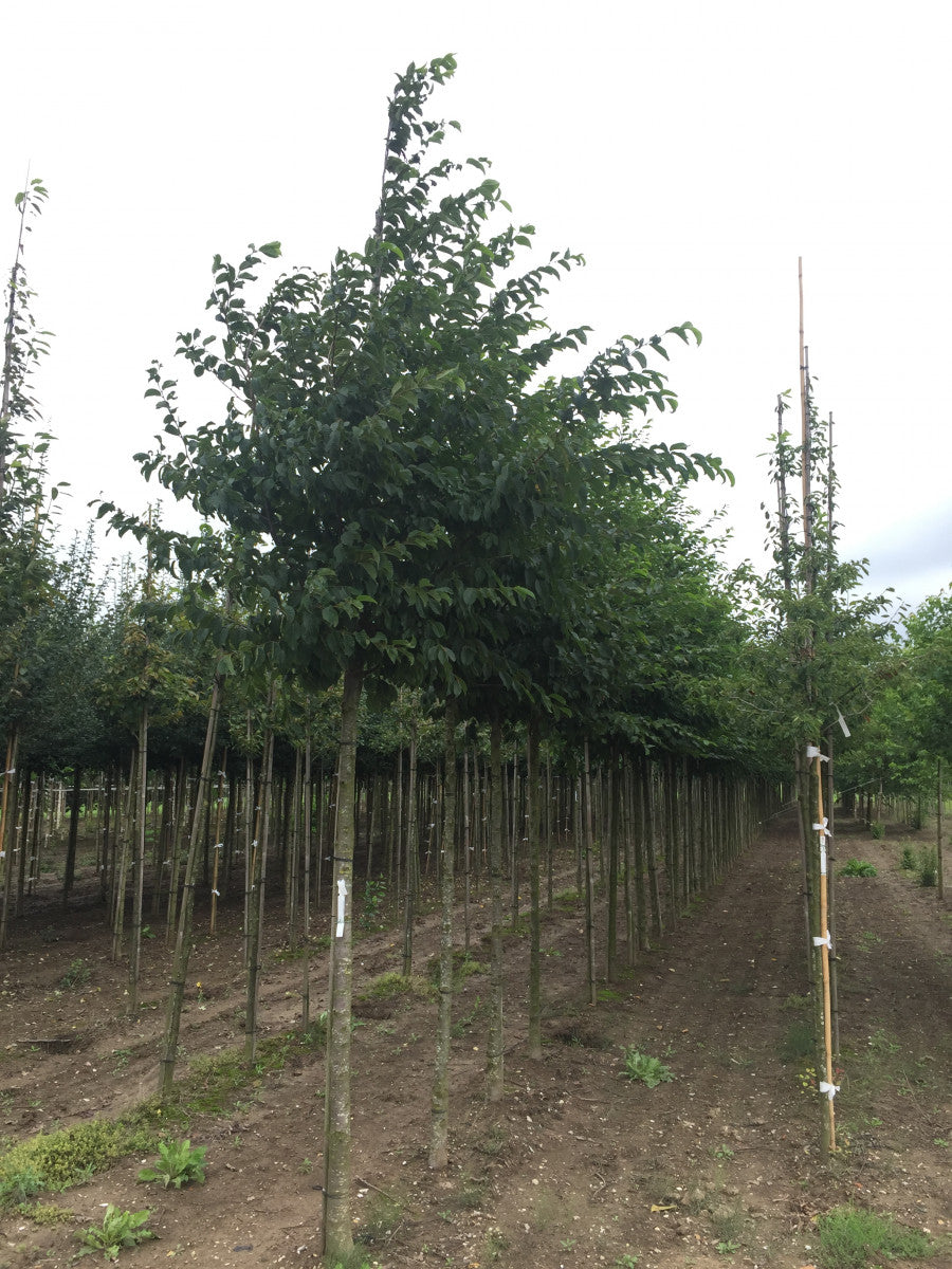 Ostrya carpinifolia (Gewöhnliche Hopfenbuche)