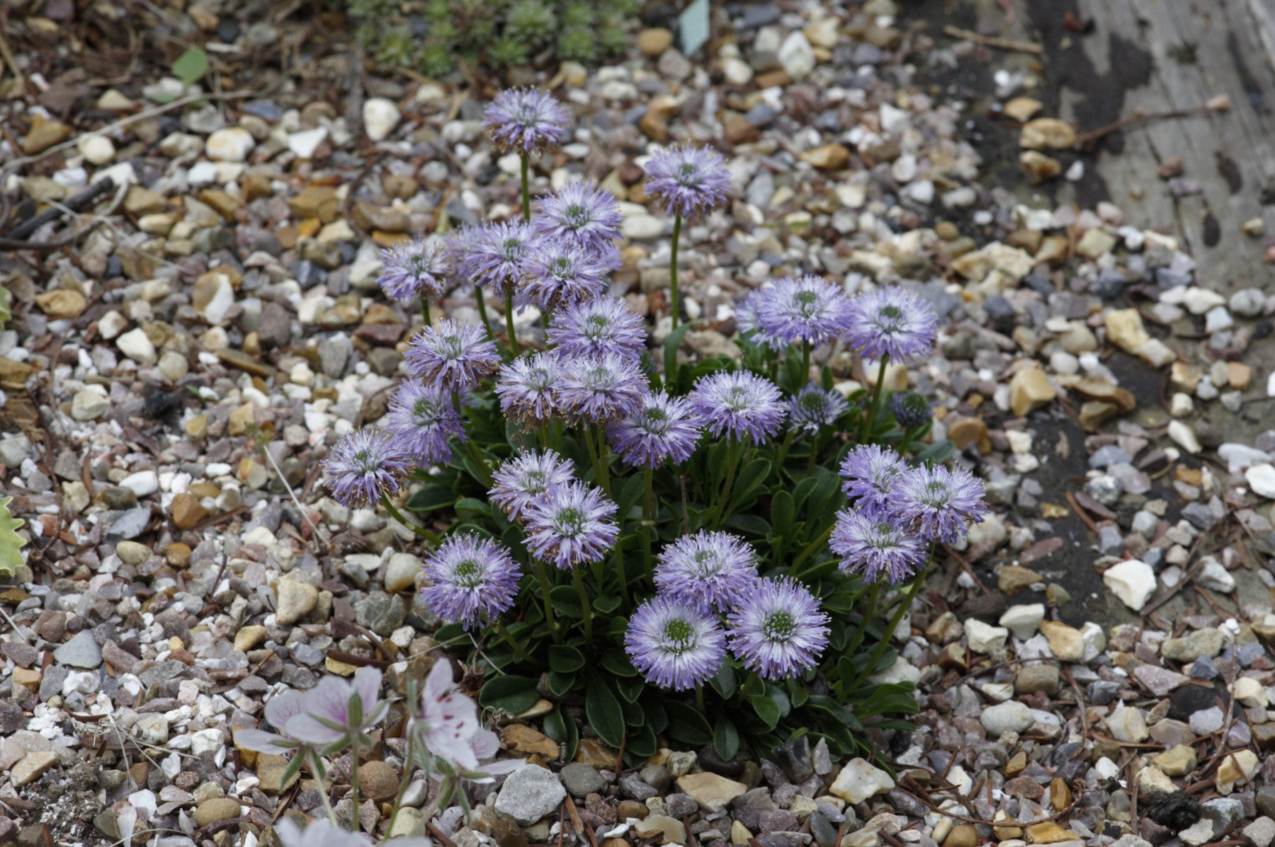 Globularia punctata (Gewöhnliche Kugelblume)