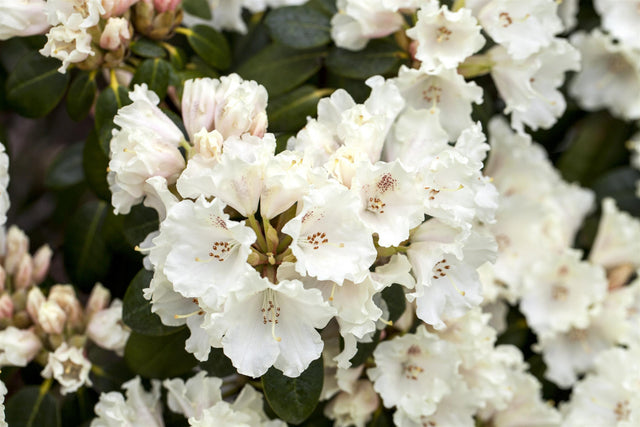 Rhododendron williams. 'Gartendir. Rieger' mit Blüte, erhältlich von 30-40 bis 60-70 cm ;;ab 36,50 Euro