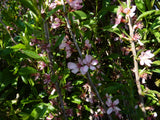 Prunus tenella mit Blüte ; Einsatz: Heidegarten ; Pluspunkt: pflegeleicht;;Pflanzen vom Profi