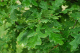 Quercus robur VkG 5, 6 mit Belaubung ;;