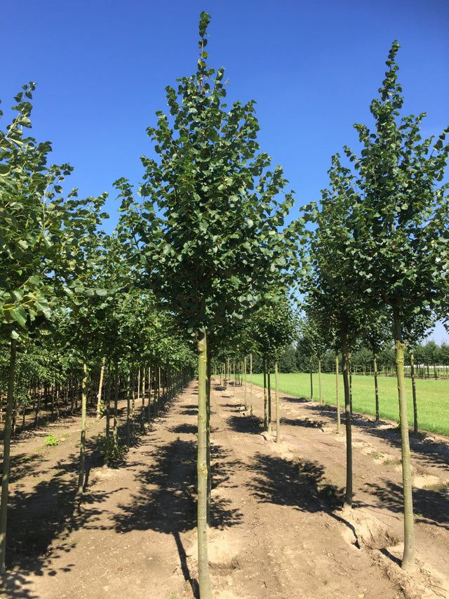 Tilia cordata 'Erecta' , erhältlich von 270-330 bis 450-650 cm ;;ab 221,00 Euro