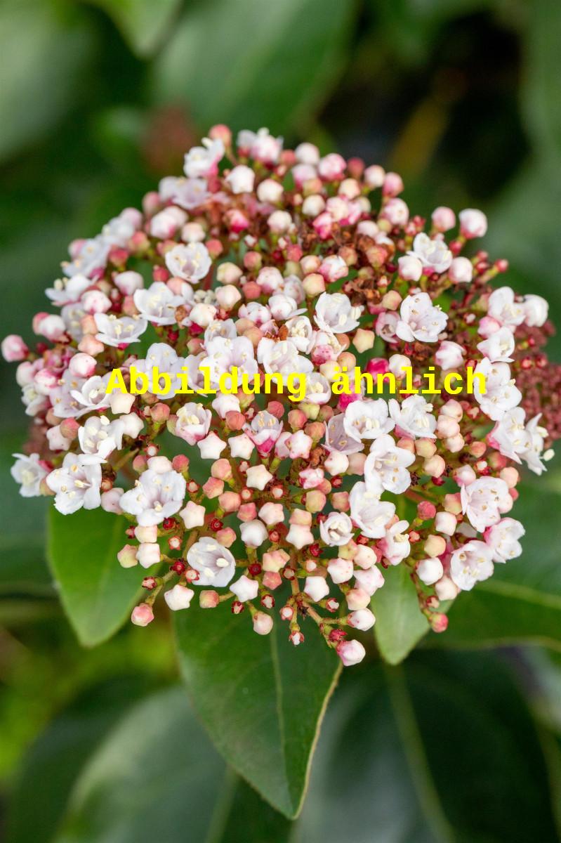 Viburnum tinus 'Eve Price' (Lorbeer-Schneeball 'Eve Price')