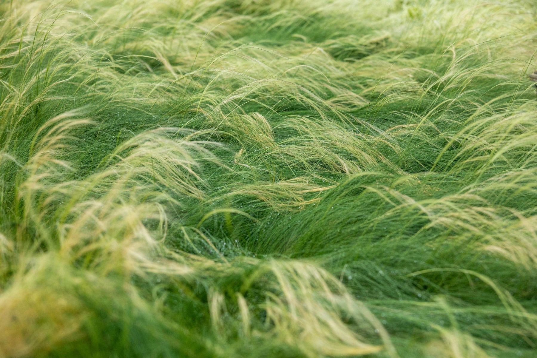 Stipa tenuissima (Zartes Federgras)