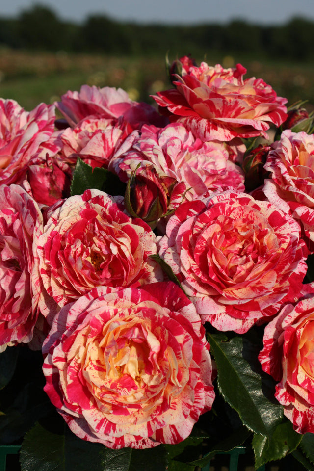 Rosa 'Abracadabra' BT mit Blüte ;;ab 9,50 Euro