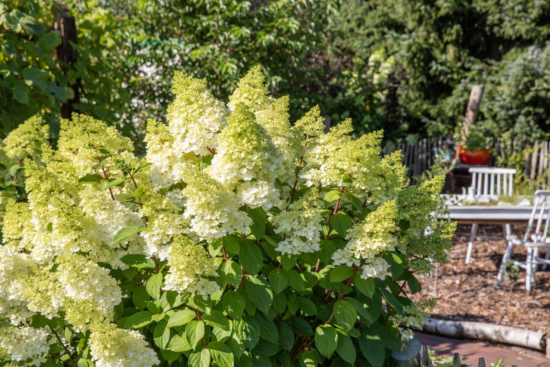 Hydrangea paniculata 'Grandiflora' (Rispenhortensie 'Grandiflora')