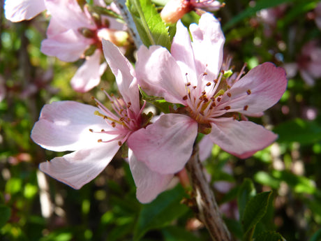 Prunus tenella , erhältlich von 40-60 bis 175-200 cm ;;ab 24,60 Euro