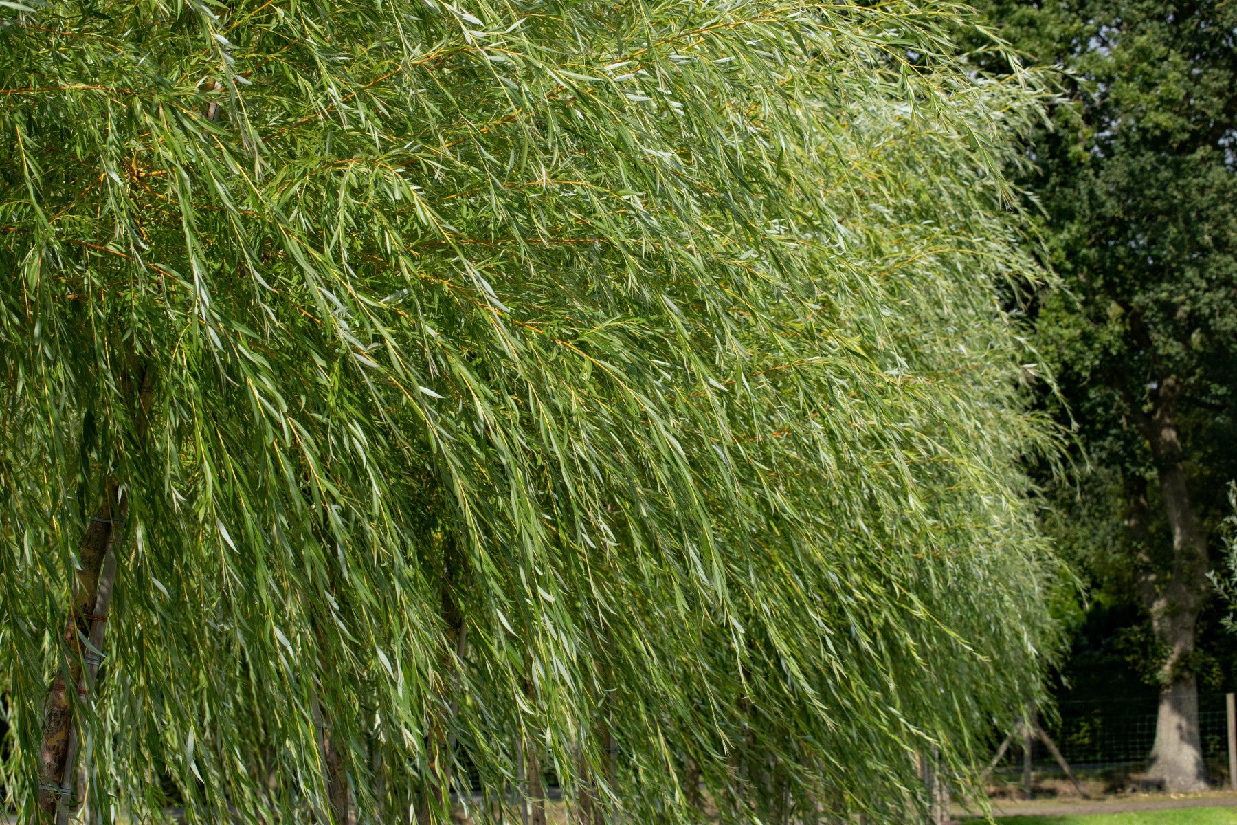 Salix viminalis (Korbweide)