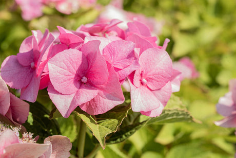 Hydrangea macrophylla 'Teller Rose' mit Blüte, erhältlich von 40-60 bis 60-80 cm ;;ab 58,00 Euro