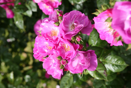 Rosa 'Global Water' STR mit Blüte ;;ab 9,50 Euro