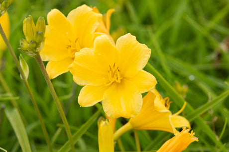 Hemerocallis x cult. 'Stella de Oro' ;;ab 5,10 Euro