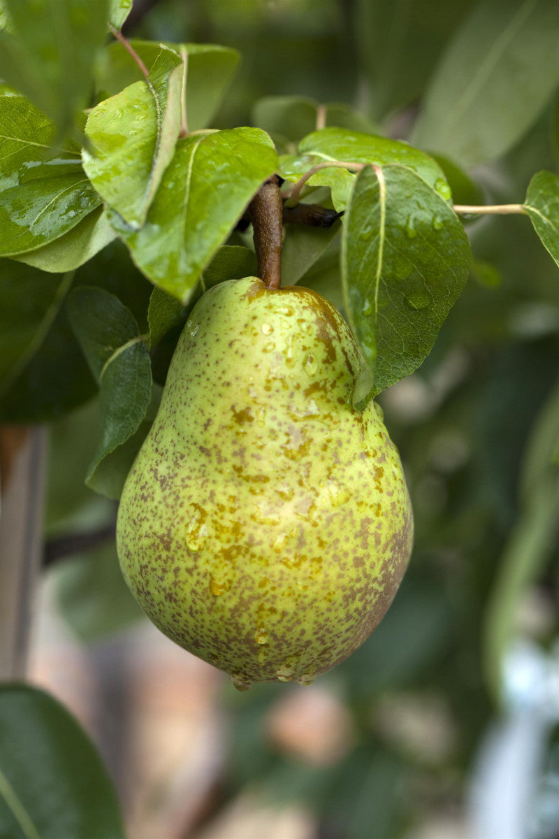 Pyrus com. 'Williams Christbirne' (Birne 'Williams Christbirne')