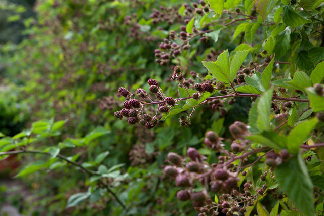 Rubus frut. 'Chester Thornless' mit Früchten ;;ab 16,90 Euro