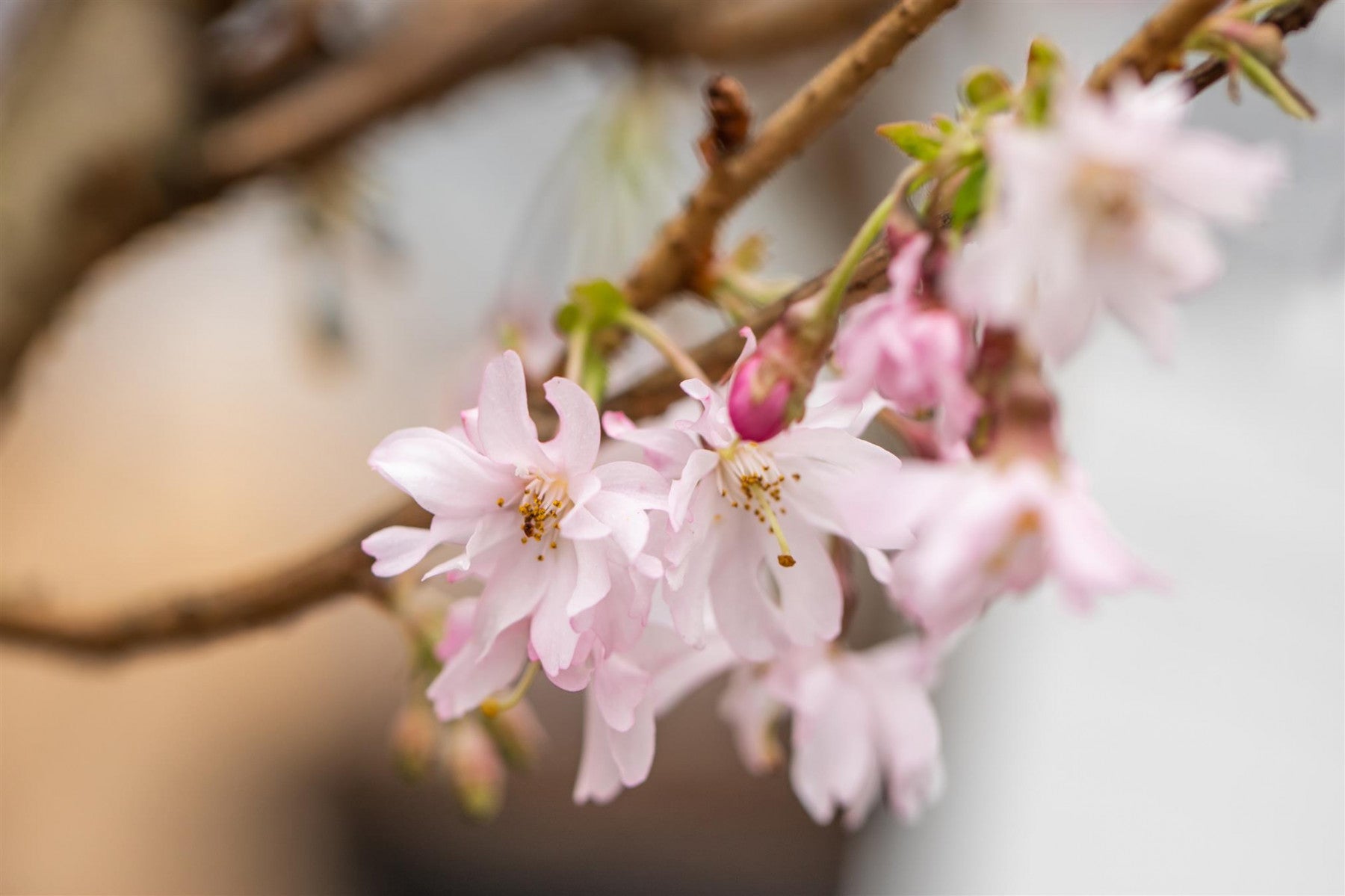 Prunus subhirtella 'Autumnalis Rosea' (Rosa Winterkirsche 'Autumnalis Rosea')