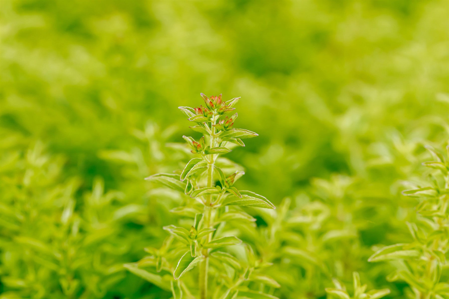 Origanum vulgare 'Compactum' (Garten-Dost)