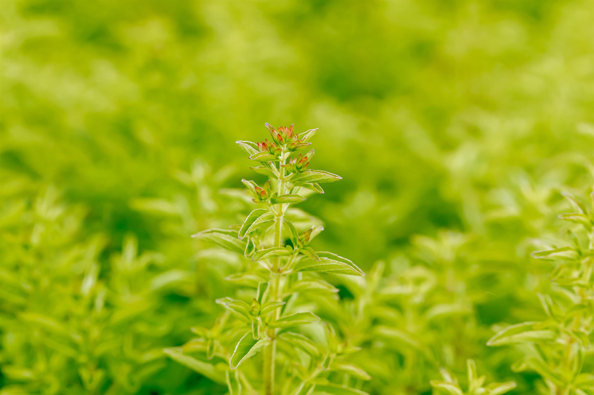 Origanum vulgare 'Compactum' mit Blüte ;;ab 3,40 Euro