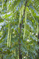 Pterocarya fraxinifolia mit Blüte, erhältlich von 270-330 bis 450-650 cm ;;ab 248,00 Euro