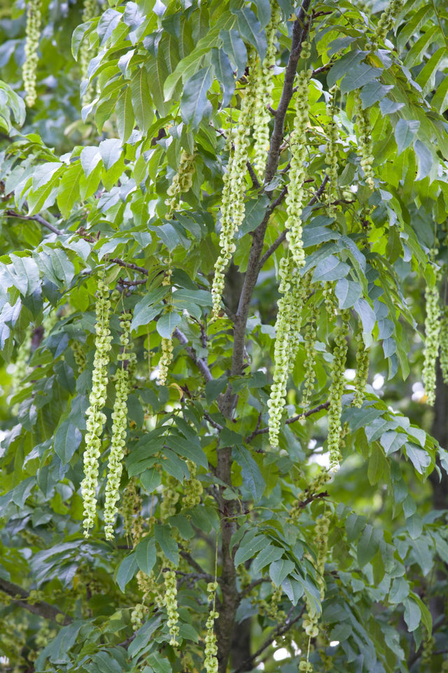 Pterocarya fraxinifolia mit Blüte, erhältlich von 270-330 bis 450-650 cm ;;ab 248,00 Euro