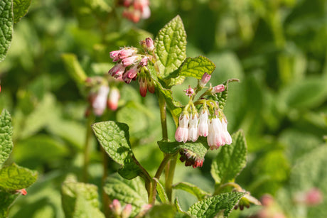 Symphytum grandiflorum ;;ab 3,80 Euro