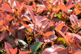 Photinia x fraseri mit Sommerbelaubung, erhältlich als: Solitär ; Einsatz: Heckenpflanze ; Pluspunkt: immergrün;;günstig mit Qualität