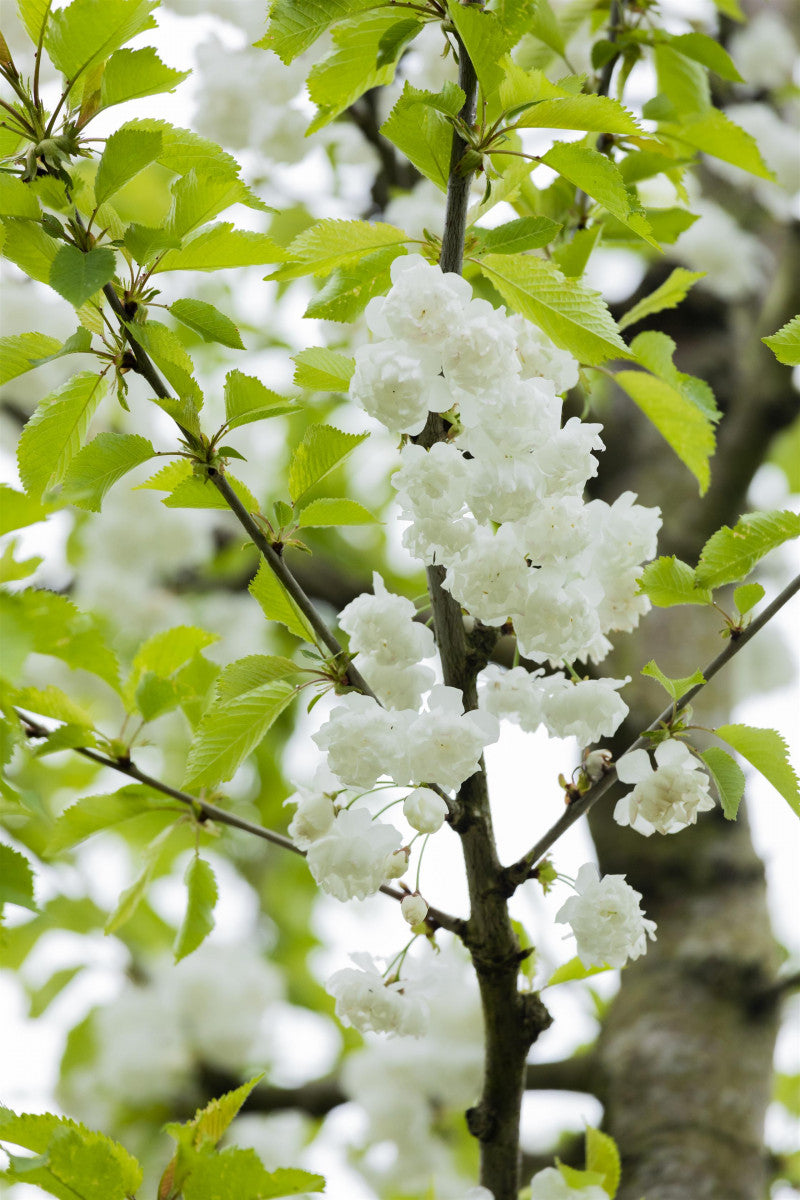 Prunus subhirtella 'Plena' (Gefüllte Frühlingskirsche)