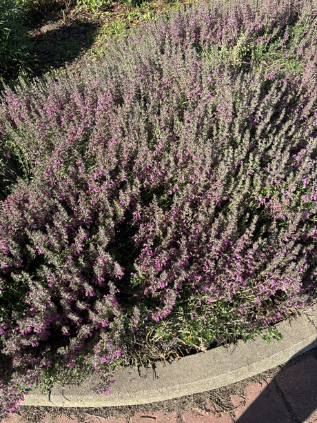 Teucrium x lucidrys, veg. als Pflanze im Beet ;;ab 3,60 Euro