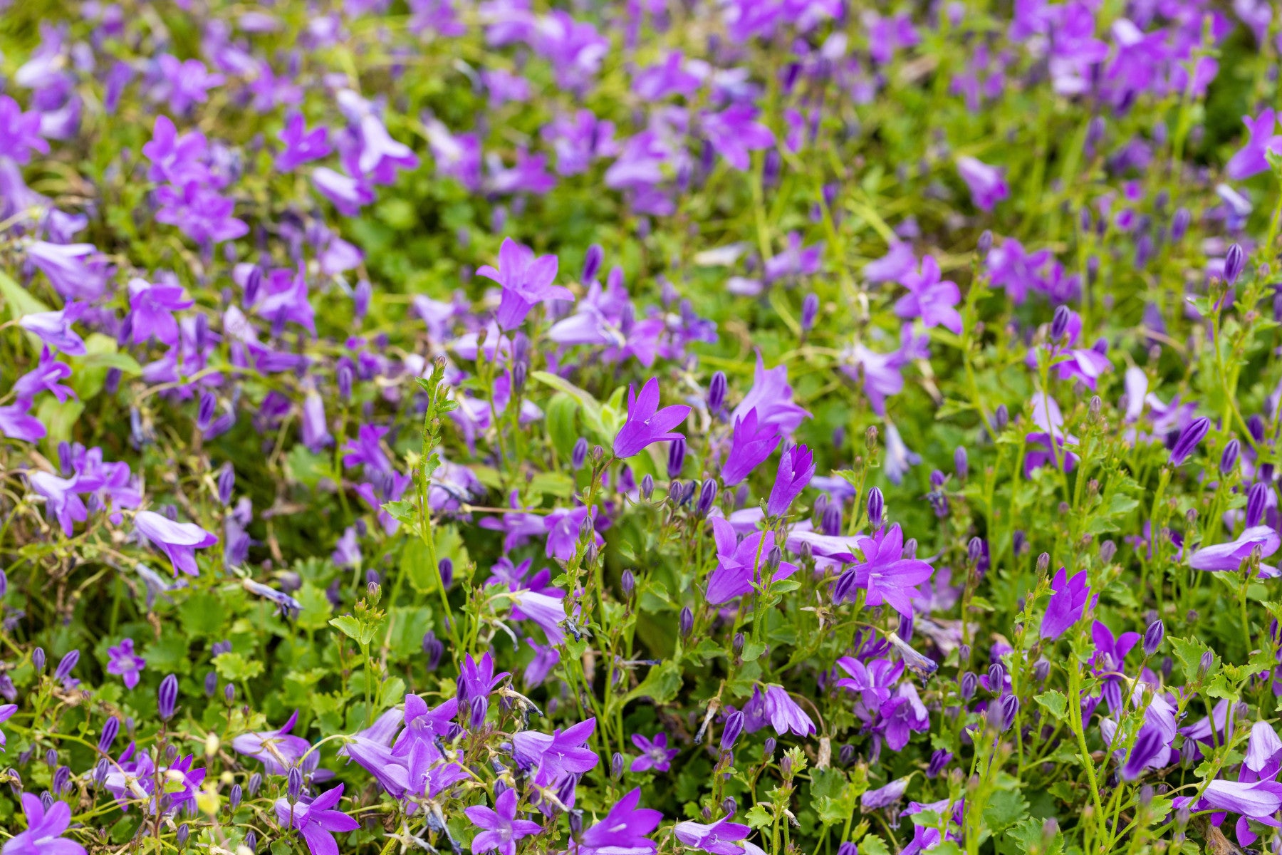 Campanula portenschlagiana 'Birch' (Garten-Polster-Glockenblume)