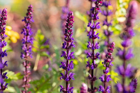 Salvia nemorosa 'Caradonna' mit Blüte ;;ab 3,65 Euro