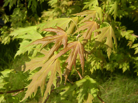 Acer saccharinum mit Sommerbelaubung, erhältlich von 150-200 bis 450-650 cm ;;ab 163,00 Euro