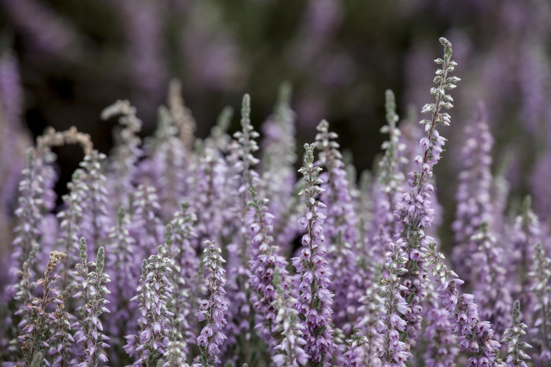 Calluna vulgaris 'Silver Knight' (Besenheide 'Silver Knight')