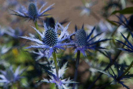 Eryngium bourgatii ;;ab 6,20 Euro