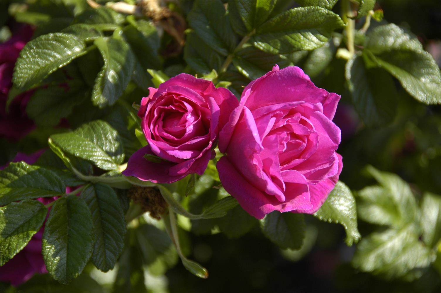 Rosa 'Rotes Meer' BDR (Bodend. Rose 'Rotes Meer')