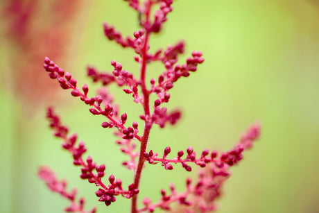 Astilbe x arendsii 'Spinell' mit Blüte ;;ab 5,45 Euro