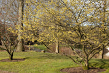 Hamamelis intermedia 'Primavera' , erhältlich als: Solitär ; Pluspunkt: blütenpracht;;günstig mit Qualität