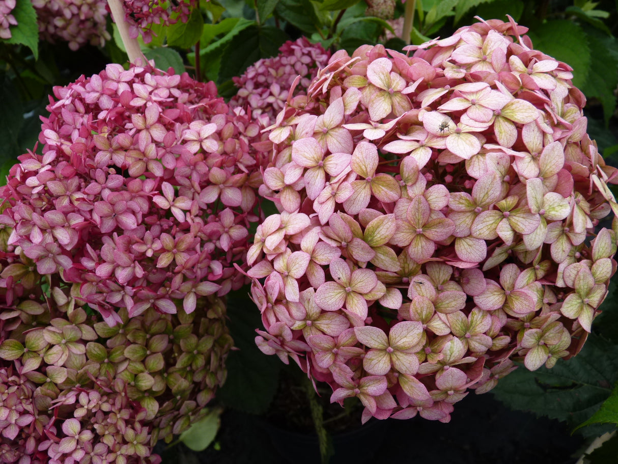 Hydrangea arbor. 'Pink Annabelle' ;;