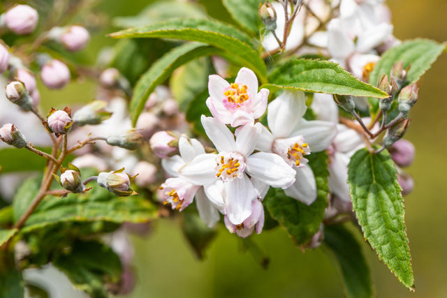 Deutzia hybrida 'Mont Rose' , erhältlich von 40-60 bis 150-175 cm ;;ab 8,65 Euro