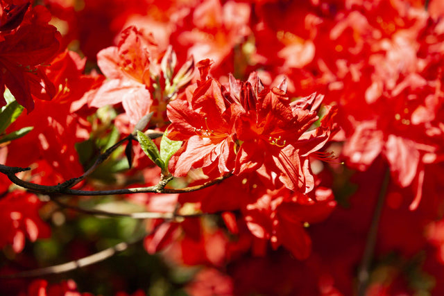 Rhododendron lut. 'Fireball' mit Blüte, erhältlich von 40-50 bis 80-100 cm ;;ab 32,10 Euro