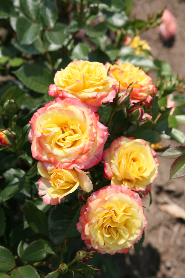 Rosa 'Tropical Clementine' Z mit Blüte ;;ab 8,10 Euro