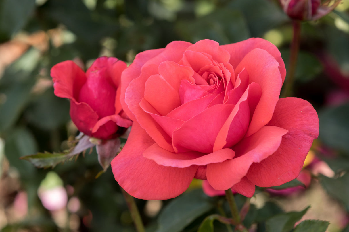 Rosa 'Duftwolke' BT mit Blüte ;;ab 6,50 Euro