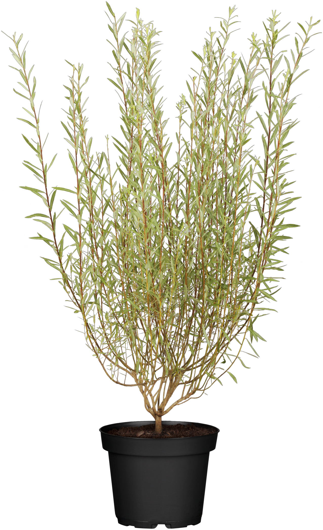 Salix purpurea 'Nana' (Kugelweide)