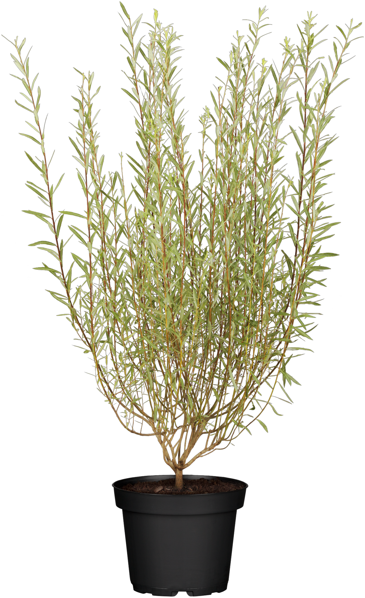 Salix purpurea 'Nana' im Topf, erhältlich von 40-60 bis 40-60 cm ;;ab 13,00 Euro