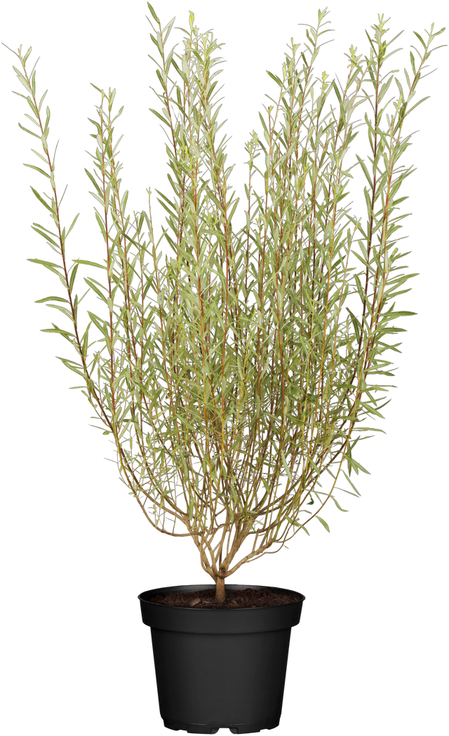 Salix purpurea 'Nana' im Topf, erhältlich von 40-60 bis 40-60 cm ;;ab 13,00 Euro