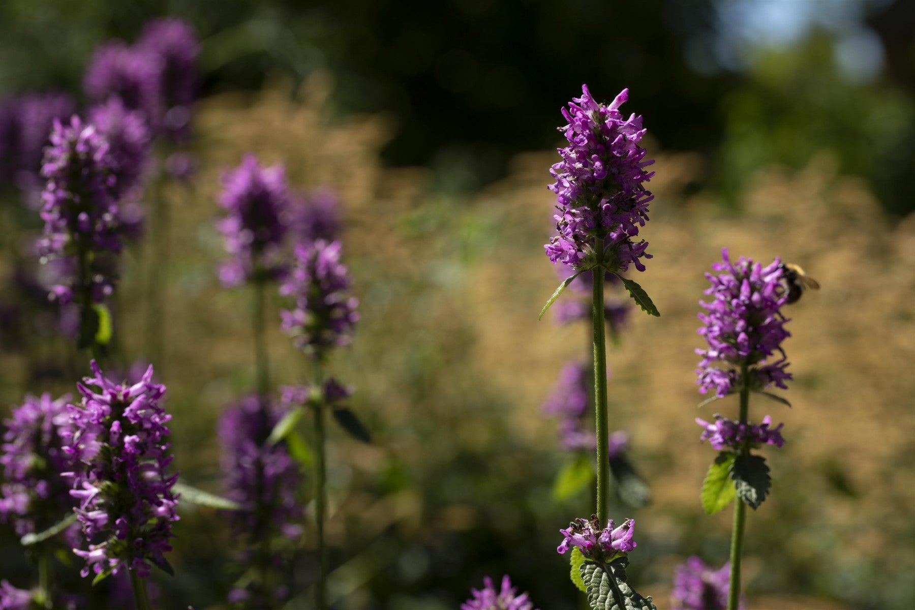 Nepeta nervosa 'Pink Cat' (Geaderte Garten-Katzenminze)